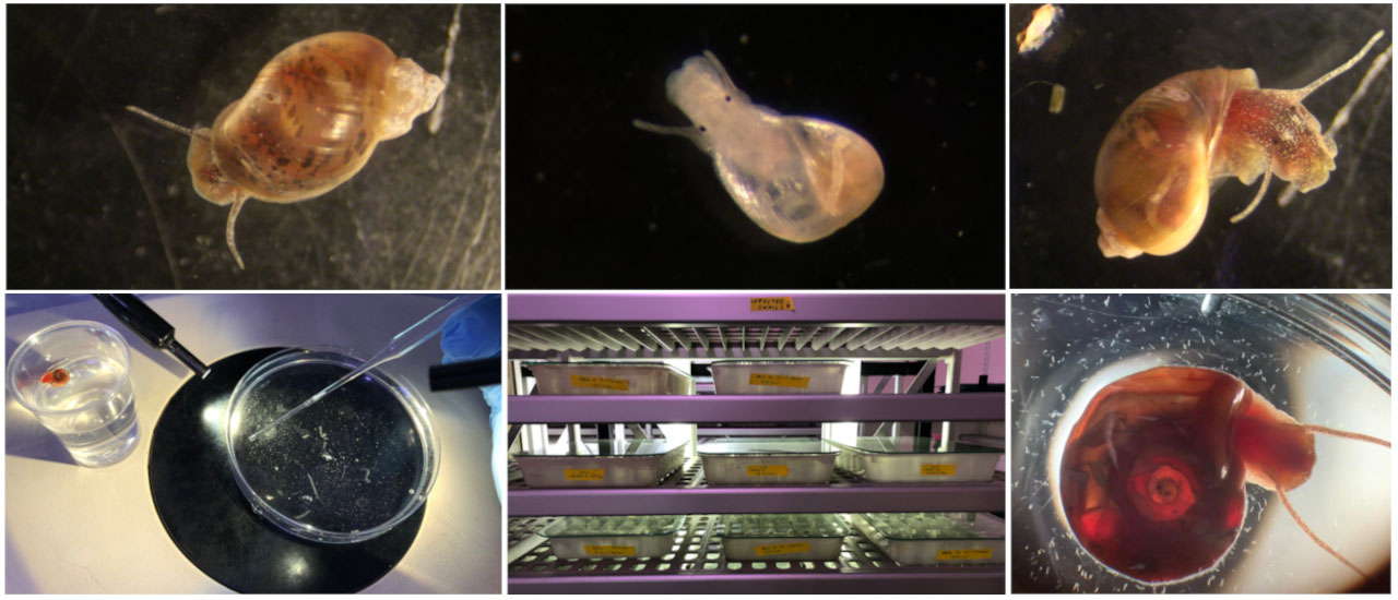 Pictures descriptions starting from top-left and clockwise: adult Bulinus truncatus; young B. truncatus; adult B. truncatus; Biomphalaria glabrata shedding cercariae; infected B. glabrata, infecting B. glabrata with miracidia. Credit: A. Cieplinski and F. Sales-Coelho
