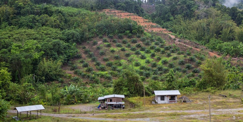 Deforestation