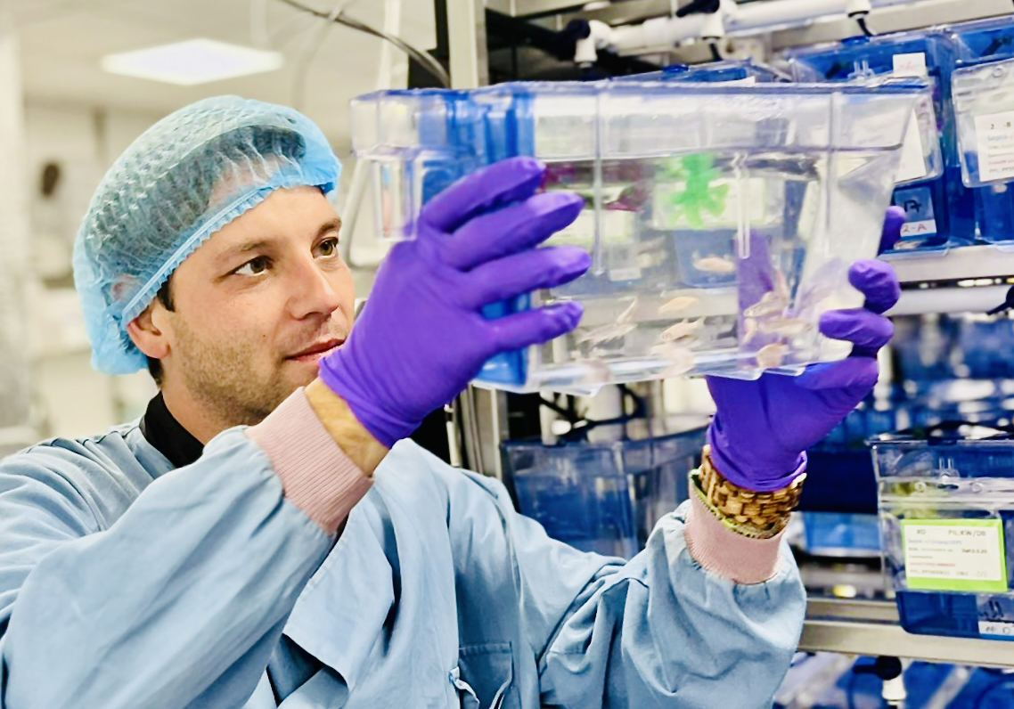 Dr Dominik Brokatzky holds a tank containing zebrafish used in the research. Dr Dominik Brokatzky dressed in a blue plastic hat, lab coat, and gloves holds up a transparent tank containing zebrafish.