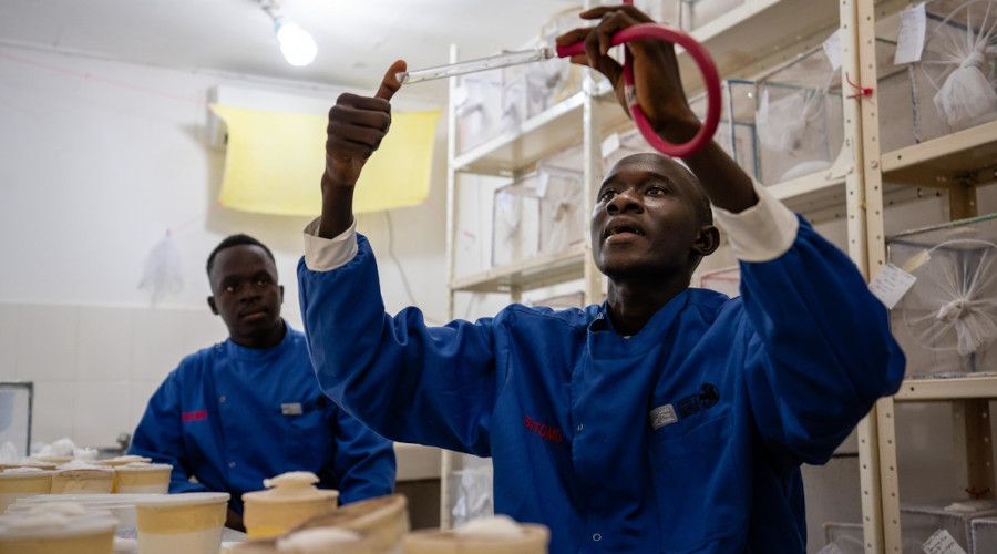 MRC The Gambia Research themes
