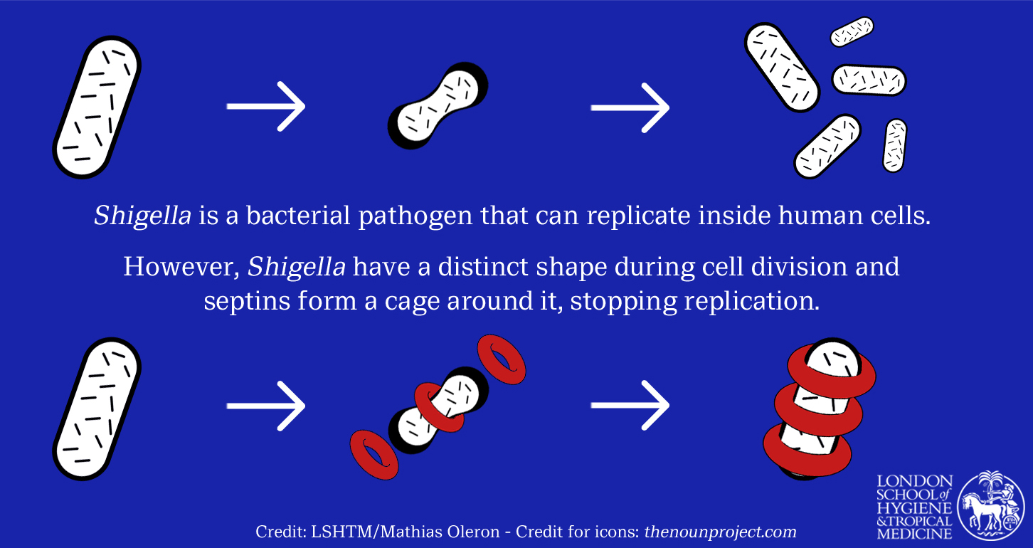 Shigella infographic 2
