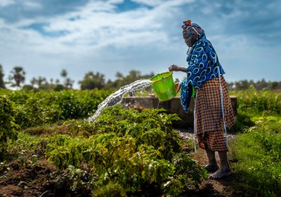 A Woman watering crops