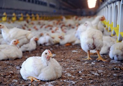 Young chickens in an organic poultry farm