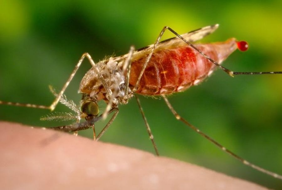 Caption: Anopheles mosquito. Credit: CDC Public Health Image Library Caption: Anopheles mosquito. Credit: CDC Public Health Image Library