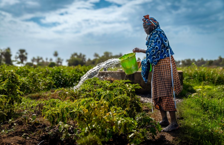 A Woman watering crops A Woman watering crops