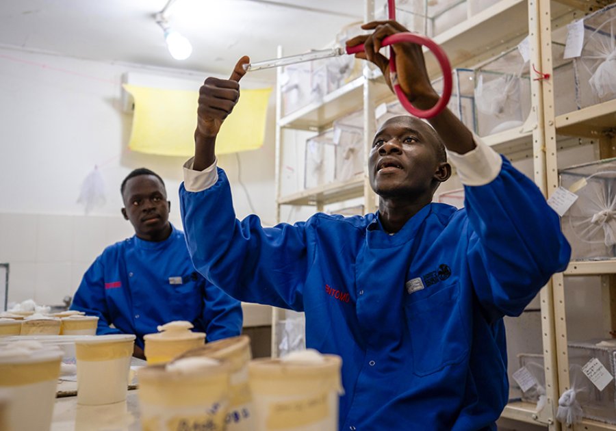 An MRCG researcher in a blue lab coat holds up a glass tube holding mosquitos while his colleague watches. This photo illustrates the work that went into developing the RTS,S malaria vaccine. An MRCG researcher in a blue lab coat holds up a glass tube holding mosquitos while his colleague watches. This photo illustrates the work that went into developing the RTS,S malaria vaccine.