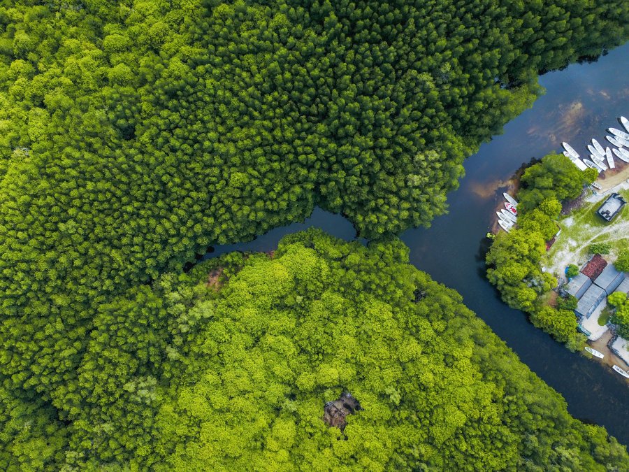Mangrove forest Indonesia Mangrove forest Indonesia