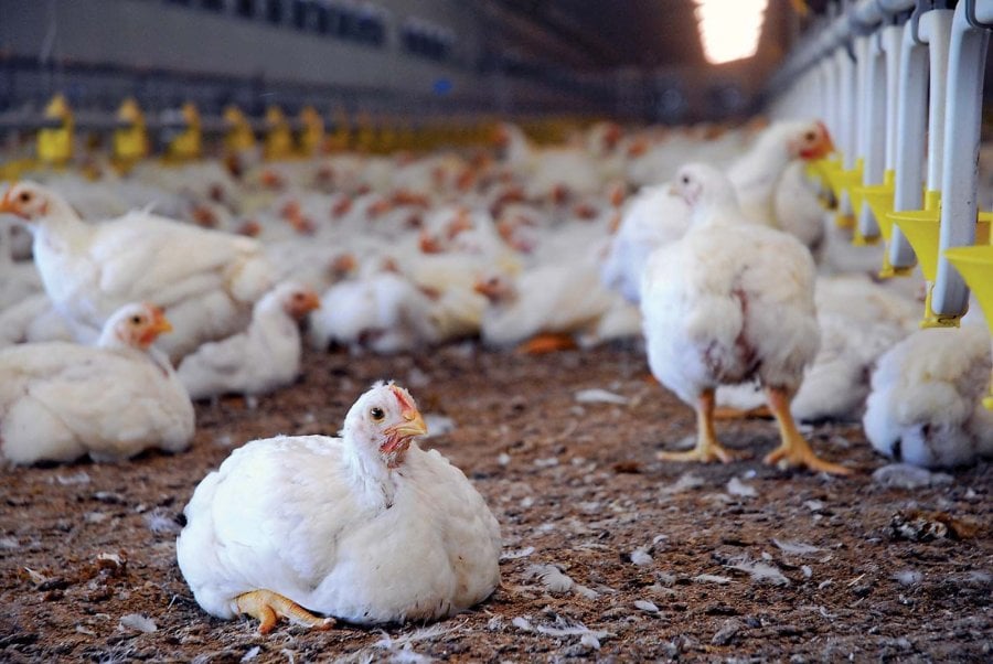 Young chickens in an organic poultry farm Young chickens in an organic poultry farm