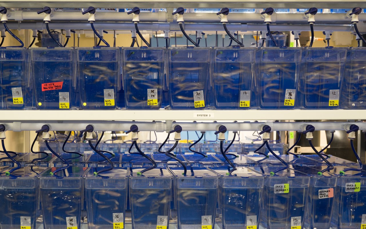 Tanks containing adult zebrafish. Credit: James Sykes Tanks containing adult zebrafish. Credit: James Sykes