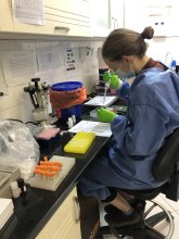 -	Me in the lab performing serological testing for Schistosoma 